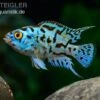 Blue Dempsey, Rocio Octofasciata "Blue Dempsey" 1 Blue Dempsey, Rocio Octofasciata "Blue Dempsey" -AQUATLATI Geschaft Rocio octofasciata Blue Dempsey 1 3