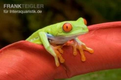 Rotaugenlaubfrosch, Agalychnis Callidryas DNZ 8 Rotaugenlaubfrosch, Agalychnis Callidryas DNZ -AQUATLATI Geschaft Rotaugenlaubfrosch Agalychnis callidryas 02