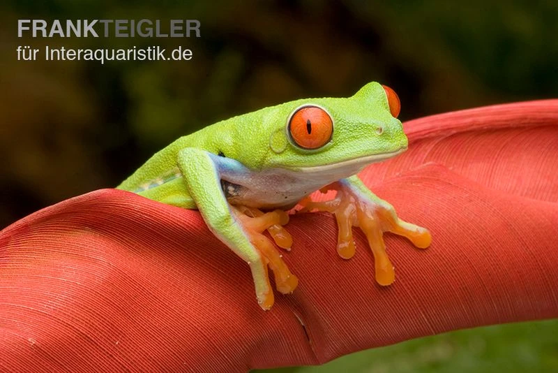 Rotaugenlaubfrosch, Agalychnis Callidryas DNZ 5 Rotaugenlaubfrosch, Agalychnis Callidryas DNZ – Bild 3