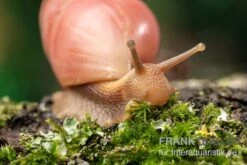 Rote Hausschnecke, Limicolaria Sp. "Deep Red" 9 Rote Hausschnecke, Limicolaria Sp. "Deep Red" -AQUATLATI Geschaft Rote Hausschnecke Limicolaria sp Deep Red 4