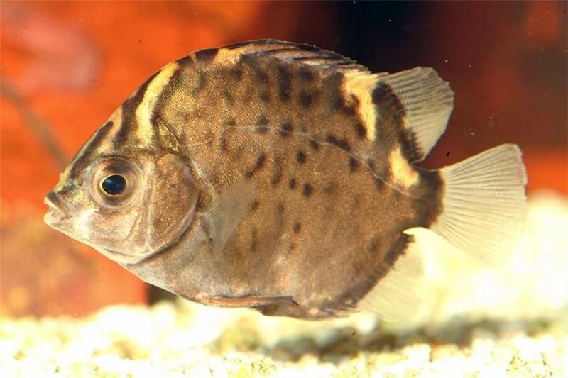 Roter Argusfisch, Scatophagus Argus Atromaculatus 3 Roter Argusfisch, Scatophagus Argus Atromaculatus