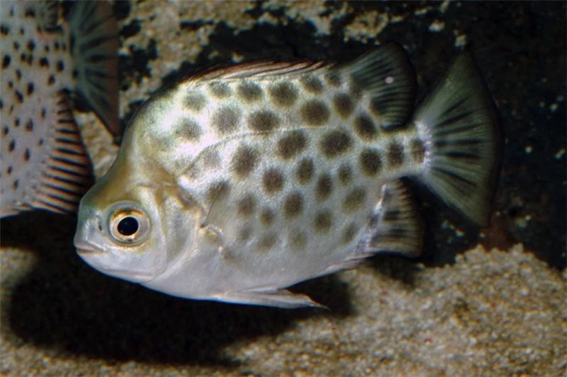 Roter Argusfisch, Scatophagus Argus Atromaculatus 4 Roter Argusfisch, Scatophagus Argus Atromaculatus - Image 2