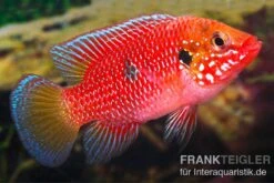 Roter Buntbarsch, Hemichromis Stellifer Sp. "Gabun"