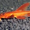 Roter Hexenwels, Rineloricaria Spec. -AQUATLATI Geschaft Roter Hexenwels Rineloricaria spec red