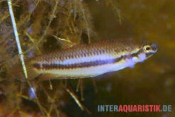 Roter Kampffisch, Betta Rubra -AQUATLATI Geschaft Roter Kampffisch Betta rubra paarweise 2