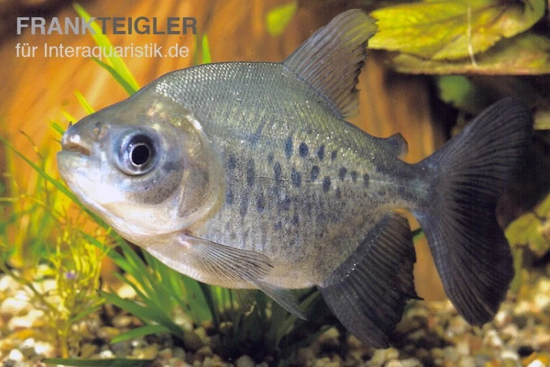 Roter Pacu, Colossoma Brachypomum 3 Roter Pacu, Colossoma Brachypomum