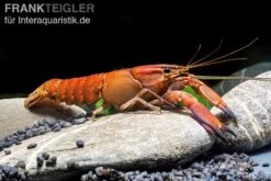 Roter Papuakrebs, Cherax Boesemani (Cherax Red Brick/ Red Chilli) -AQUATLATI Geschaft Roter Papuakrebs Cherax boesemani Cherax Red Brick 1