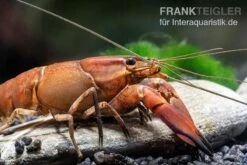 Roter Papuakrebs, Cherax Boesemani (Cherax Red Brick/ Red Chilli) -AQUATLATI Geschaft Roter Papuakrebs Cherax boesemani Cherax Red Brick 2
