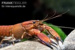 Roter Papuakrebs, Cherax Boesemani (Cherax Red Brick/ Red Chilli) -AQUATLATI Geschaft Roter Papuakrebs Cherax boesemani Cherax Red Brick 3