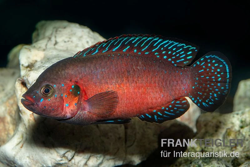 Roter-Turkana-Buntbarsch, Hemichromis Exsul 4 Roter-Turkana-Buntbarsch, Hemichromis Exsul – Bild 2