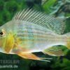 Rotstreifen-Erdfresser, Geophagus Surinamensis -AQUATLATI Geschaft Rotstreifen Erdfresser Geophagus surinamensis