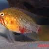 Rotstrich-Zwergbuntbarsch Rot-gold , Apistogramma Hongsloi Rot-gold, Paarweise 1 Rotstrich-Zwergbuntbarsch Rot-gold , Apistogramma Hongsloi Rot-gold, Paarweise -AQUATLATI Geschaft Rotstrich Zwergbuntbarsch rot gold Apistogramma hongsloi rot gold paarweise 1