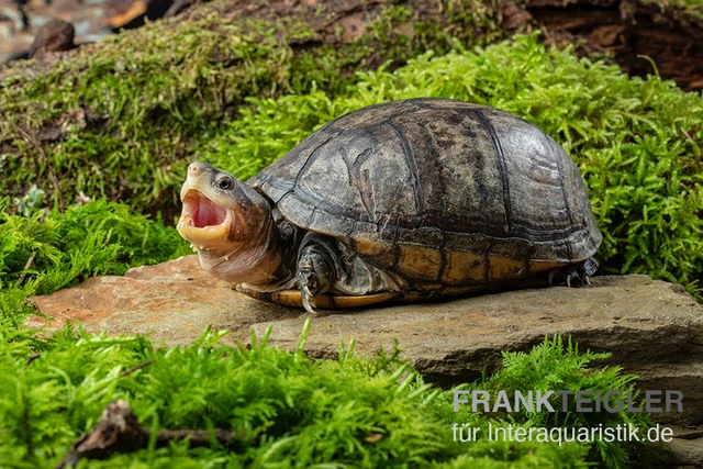 Rotwangen-Klappschildkröte, Kinosternon Cruentatum 4 Rotwangen-Klappschildkröte, Kinosternon Cruentatum – Bild 2