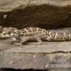 Rübenschwanz-Viperngecko, Hemidactylus Imbricatus 2 Rübenschwanz-Viperngecko, Hemidactylus Imbricatus -AQUATLATI Geschaft Ruebenschwanz Viperngecko Hemidactylus imbricatus