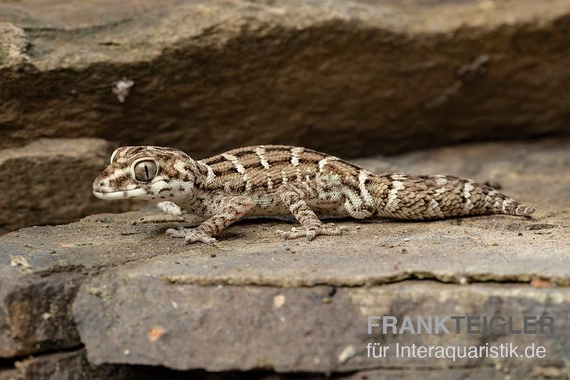Rübenschwanz-Viperngecko, Hemidactylus Imbricatus 3 Rübenschwanz-Viperngecko, Hemidactylus Imbricatus
