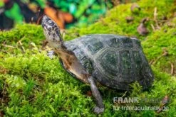 Rückenstreifen-Pelomedusenschildkröte, Pelusios Gabonensis 5 Rückenstreifen-Pelomedusenschildkröte, Pelusios Gabonensis -AQUATLATI Geschaft Rueckenstreifen Pelomedusenschildkroete Pelusios gabonensis 2