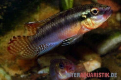 Sabinae-Zwergbuntbarsch, Congochromis Sabinae -AQUATLATI Geschaft Sabinae Zwergbuntbarsch Congochromis sabinae 2