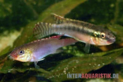 Sabinae-Zwergbuntbarsch, Congochromis Sabinae -AQUATLATI Geschaft Sabinae Zwergbuntbarsch Congochromis sabinae 3