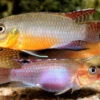 Sabinae-Zwergbuntbarsch, Congochromis Sabinae 1 Sabinae-Zwergbuntbarsch, Congochromis Sabinae -AQUATLATI Geschaft Sabinae Zwergbuntbarsch Congochromis sabinae neu