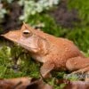 Salomonen-Zipfelfrosch, Ceratobatrachus Guentheri -AQUATLATI Geschaft Salomonen Zipfelfrosch Ceratobatrachus guentheri 1