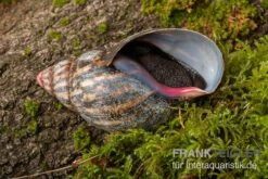 Samt-Achatschnecke, Archachatina Marginata Suturalis "Ikom" -AQUATLATI Geschaft Samt Achatschnecke Archachatina marginata suturalis Ikom 3