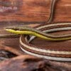 Sandrenn-Natter, Psammophis Elegans