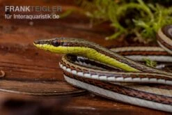 Sandrenn-Natter, Psammophis Elegans -AQUATLATI Geschaft Sandrenn Natter Psammophis elegans 03
