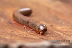 Satun-Tausendfüßer, Spirobolus Sp. "Satun" 7 Satun-Tausendfüßer, Spirobolus Sp. "Satun" -AQUATLATI Geschaft Satun Tausendfuesser Spirobolus sp Satun 3