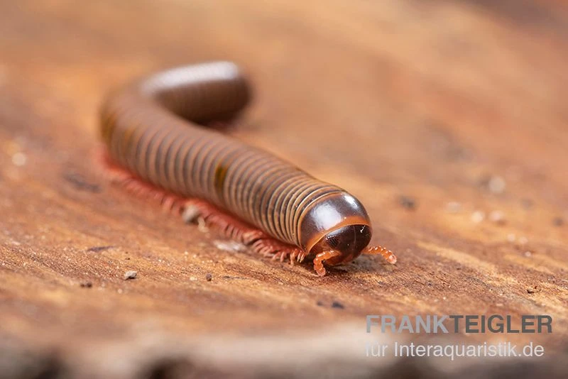 Satun-Tausendfüßer, Spirobolus Sp. "Satun" 5 Satun-Tausendfüßer, Spirobolus Sp. "Satun" – Bild 3