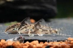 Schabracken-Panzerwels, Scleromystax Barbatus -AQUATLATI Geschaft Schabrackenpanzerwels Scleromystax barbatus 1