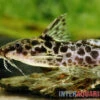 Scherenschwanz-Fiederbartwels, Synodontis Soloni 1 Scherenschwanz-Fiederbartwels, Synodontis Soloni -AQUATLATI Geschaft Scherenschwanz Fiederbartwels Synodontis soloni 1