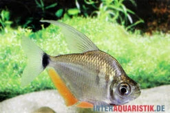 Schillersalmler, Tetragonopterus Argenteus