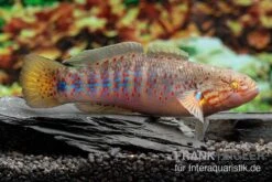 Schläfergrundel, Mogurnda Cingulata