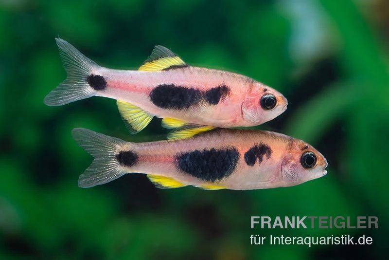 Schmetterlingsbarbe, Barbus Hulstaerti (Minifisch), 5 Stück 3 Schmetterlingsbarbe, Barbus Hulstaerti (Minifisch), 5 Stück