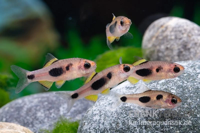 Schmetterlingsbarbe, Barbus Hulstaerti (Minifisch), 5 Stück 4 Schmetterlingsbarbe, Barbus Hulstaerti (Minifisch), 5 Stück – Bild 2