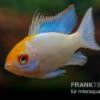 Schmetterlingsbuntbarsch Neonblau Goldkopf, Mikrogeophagus Ramirezi 2 Schmetterlingsbuntbarsch Neonblau Goldkopf, Mikrogeophagus Ramirezi -AQUATLATI Geschaft Schmetterlingsbuntbarsch Neonblau Goldkopf Mikrogeophagus ramirezi 1