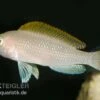 Schneckenbuntbarsch, Neolamprologus Caudopunktatus, DNZ