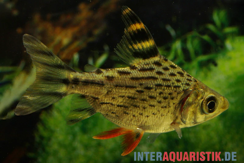 Schwanzstreifen-Salmler, Semaprochilodus Taeniurus 3 Schwanzstreifen-Salmler, Semaprochilodus Taeniurus