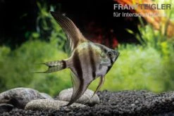 Schwarzblauer Skalar, Pterophyllum Scalare -AQUATLATI Geschaft Schwarzblauer Skalar Pterophyllum scalare 3