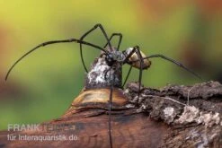 Schwarze Seidenspinne, Nephila Kuhlii -AQUATLATI Geschaft Schwarze Seidenspinne Nephila kuhlii 3