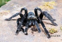 Schwarze Thai-Vogelspinne, Cyriopagopus Minax XL -AQUATLATI Geschaft Schwarze Thai Vogelspinne Cyriopagopus minax 2