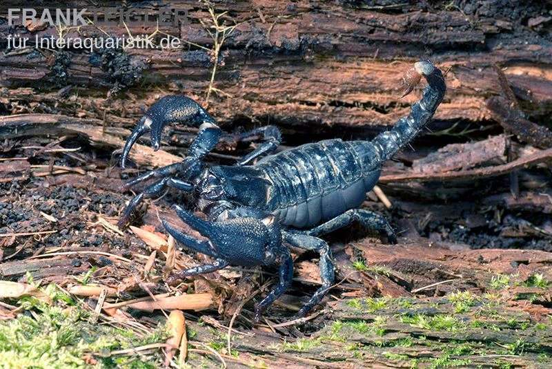 Schwarzer Asiaskorpion, Heterometrus Cyaneus 2 Schwarzer Asiaskorpion, Heterometrus Cyaneus
