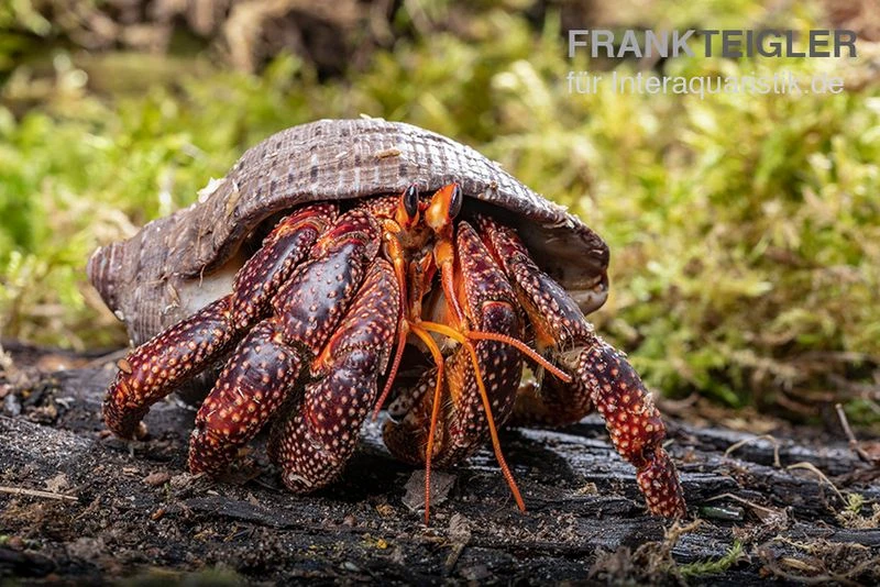 Schwarzer Landeinsiedlerkrebs, Coenobita Sp. Black (Größe XL) 3 Schwarzer Landeinsiedlerkrebs, Coenobita Sp. Black (Größe XL)