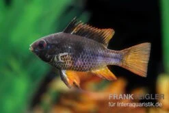 Schwarzer Schmetterlingsbuntbarsch, XL Microgeophagus Ramirezi "Black" 7 Schwarzer Schmetterlingsbuntbarsch, XL Microgeophagus Ramirezi "Black" -AQUATLATI Geschaft Schwarzer Schmetterlingsbuntbarsch 3