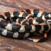 Schwarzgebänderte Wühltrugnatter, Scolecophis Atrocinctus 2 Schwarzgebänderte Wühltrugnatter, Scolecophis Atrocinctus -AQUATLATI Geschaft Schwarzgebaenderte Wuehltrugnatter Scolecophis atrocinctus 1