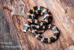 Schwarzgebänderte Wühltrugnatter, Scolecophis Atrocinctus 7 Schwarzgebänderte Wühltrugnatter, Scolecophis Atrocinctus -AQUATLATI Geschaft Schwarzgebaenderte Wuehltrugnatter Scolecophis atrocinctus 3