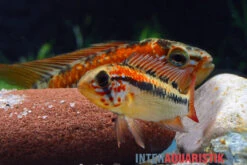 Schwarzkehl-Zwergbuntbarsch, Apistogramma Viejita, Paarweise -AQUATLATI Geschaft Schwarzkehl Zwergbuntbarsch Apistogramma viejita 3