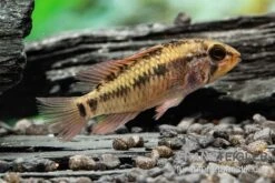 Schwarzkehlbuntbarsch Variante II, Apistogramma Sp. Viejita II, Paarweise 7 Schwarzkehlbuntbarsch Variante II, Apistogramma Sp. Viejita II, Paarweise -AQUATLATI Geschaft Schwarzkehlbuntbarsch Variante II Apistogramma sp viejita II paarweise 3