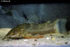 Schwielenwels, Megalechis Picta 7 Schwielenwels, Megalechis Picta -AQUATLATI Geschaft Schwielenwels Megalechis picta 1