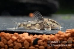 Schabracken-Panzerwels, Scleromystax Barbatus -AQUATLATI Geschaft Scleromystax barbatus 8